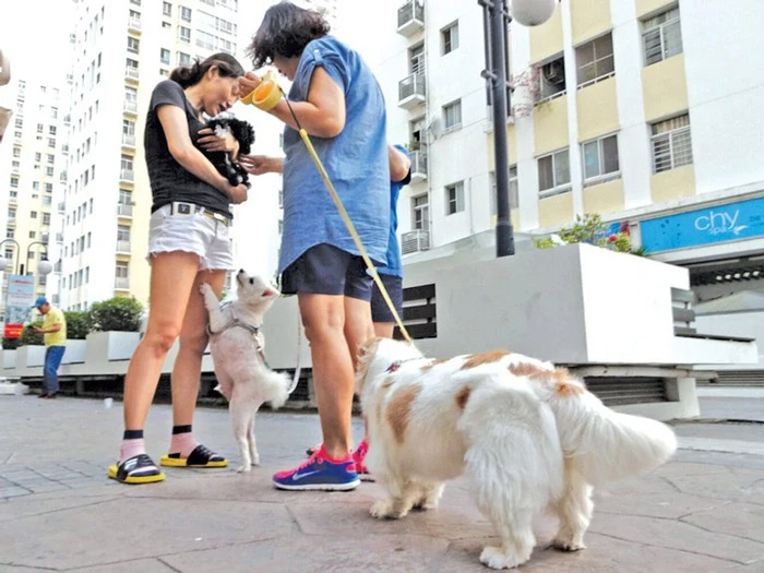 Quy định nuôi chó mèo trong chung cư, có được nuôi không? 9 Chung cư có được muôi chó mèo không