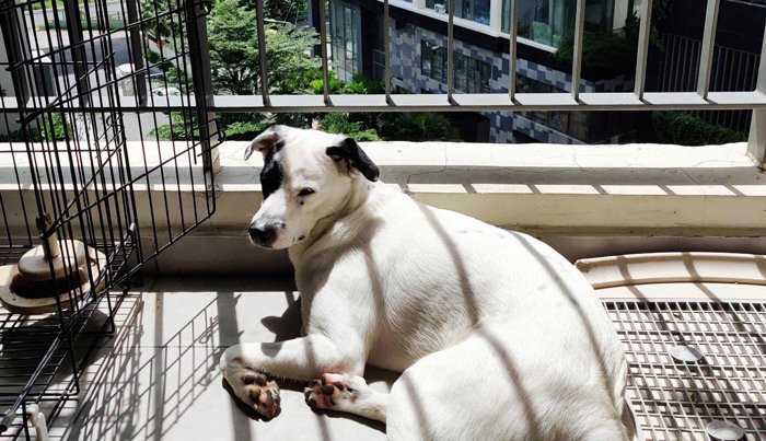 Quy định nuôi chó mèo trong chung cư, có được nuôi không? 15 Ở chung cư có được nuôi chó không