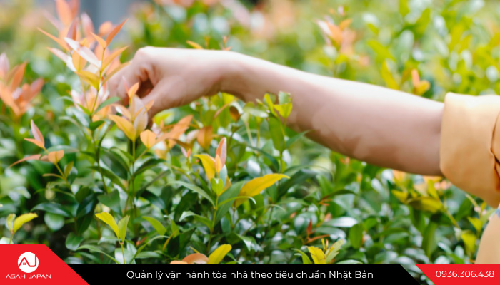 Quy trình bảo dưỡng cây xanh chung cư